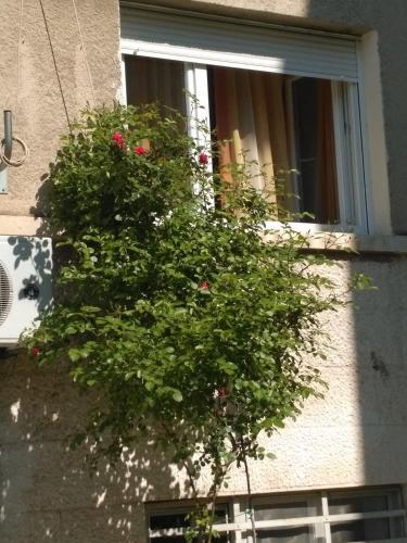 Apartment Boris P A1