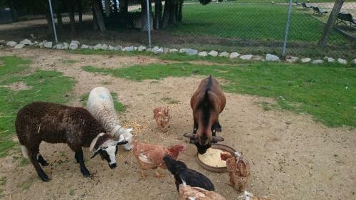 Agroturismo Allotjaments Rurals Vallplana