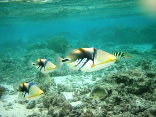 Robinson's Cove Villas - Deluxe Wallis Villa