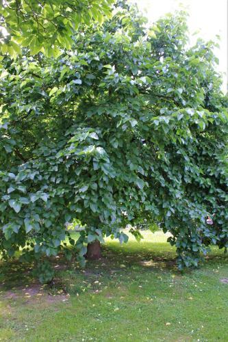 De Volle Maan
