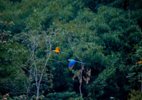 Lodge Tambopata Research Center