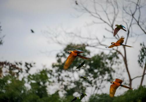 Lodge Tambopata Research Center