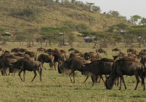 Grumeti Migration Camp