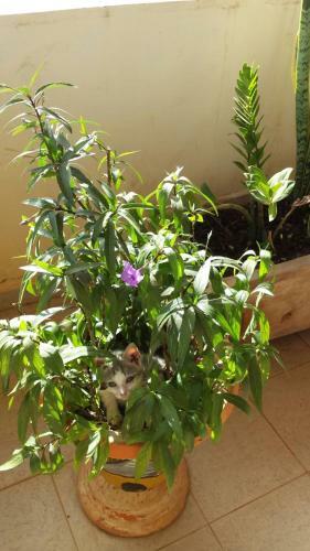 Apartamento Keur Flamant