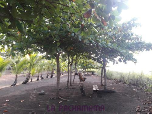 Albergue Hostal Pachamama