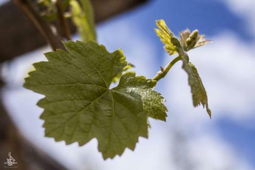 Lodge Grapes Garden