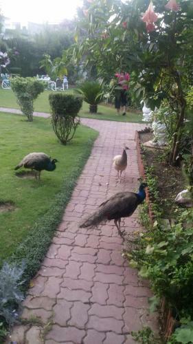 Hostal Alaf Laila Guest House