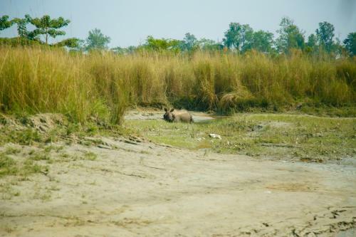 Hotel Island Jungle Resort
