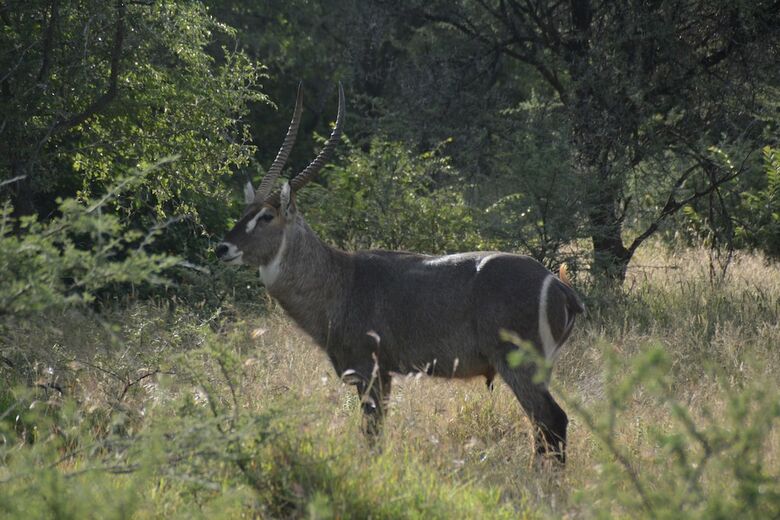 Hotel Gabus Game Ranch