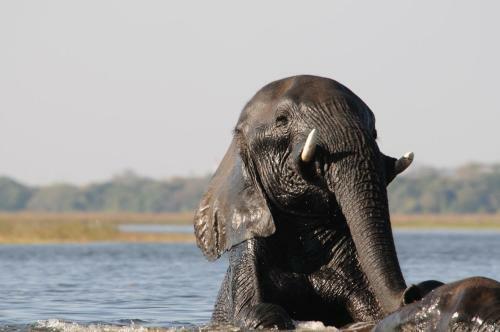 Ichingo Chobe River Lodge