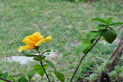Lodge Bougainvilla Sol