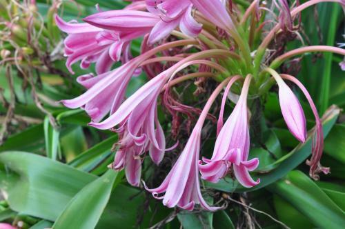 Lodge Bougainvilla Sol