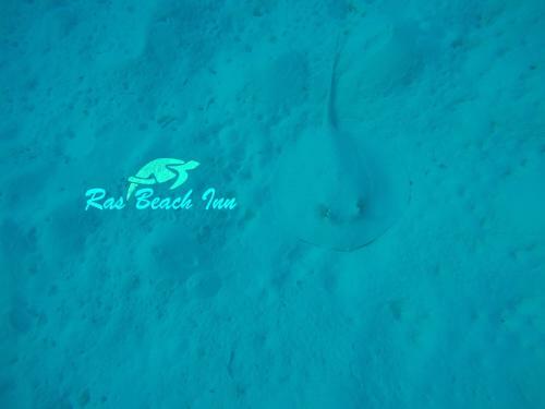 Hostal Ras Beach Inn
