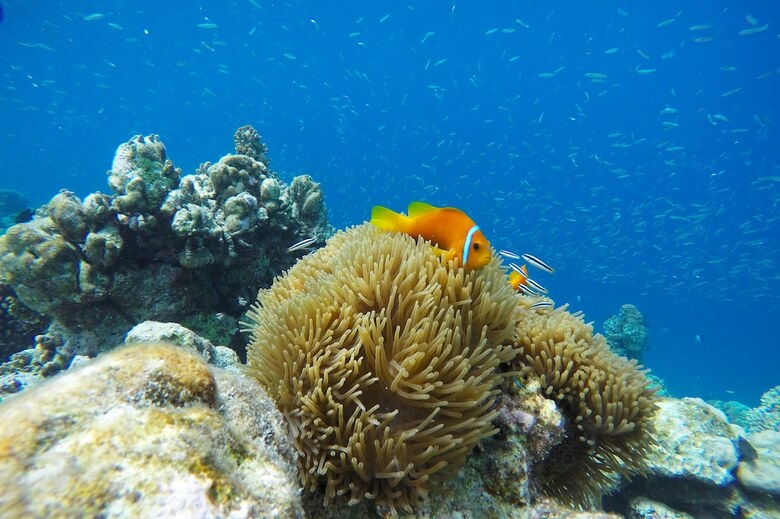 Hostal Kaafu Inn Guraidhoo