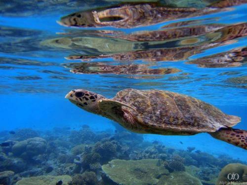 Hostal Equa Reef Maldives