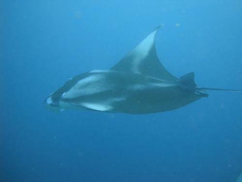 Hostal Whale Shark Inn