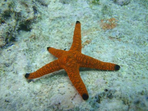 Hostal Whale Shark Inn