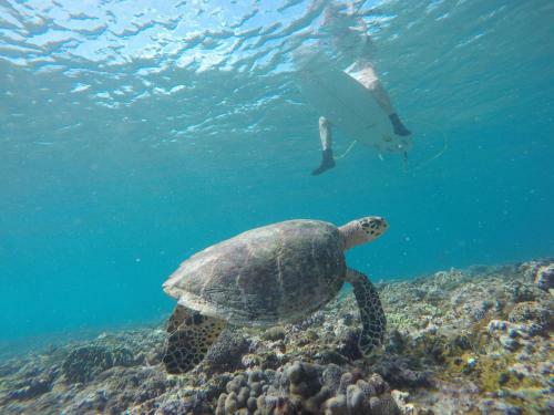 Hostal Muli Inn Surf View Maldives