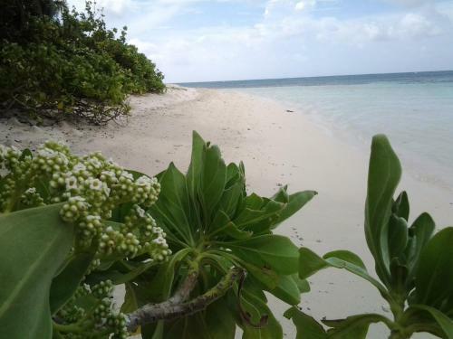 Hostal Muli Inn Surf View Maldives