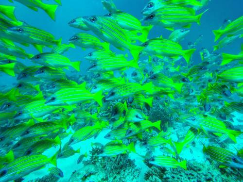 Hostal Noovilu Suites Maldives