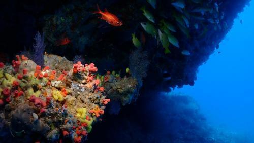 Hostal Boutique Beach All Inclusive Diving Hotel