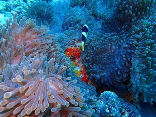 Hostal Sundive Lodge Maldives