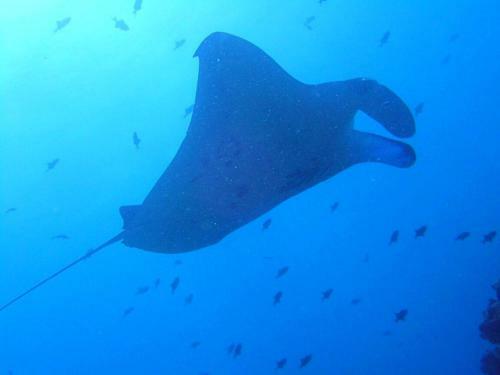 Hostal Sundive Lodge Maldives
