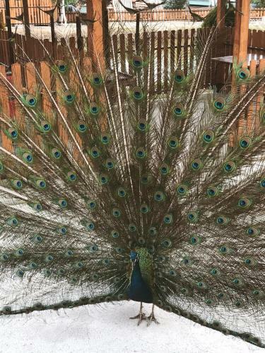 Hotel Montenegro Rivijera