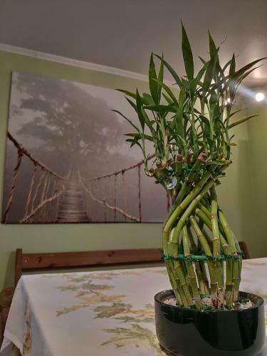 Dana Guest House