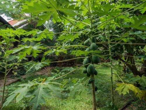 Bed & Breakfast Sala Thongyon