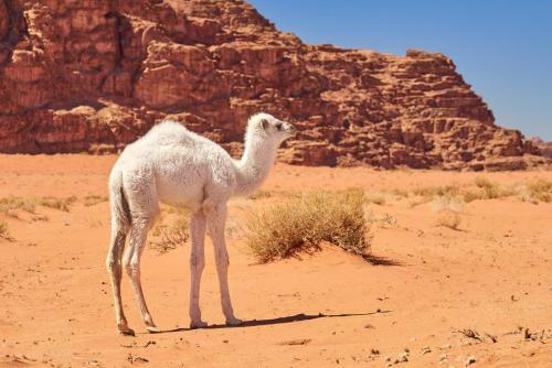 Wadi Rum Green Desert