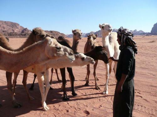 Wadi Rum Desert Camp