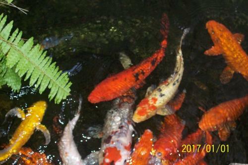 Bed & Breakfast Wataview