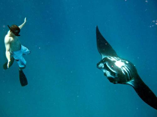 Hotel Mantaray Island Resort