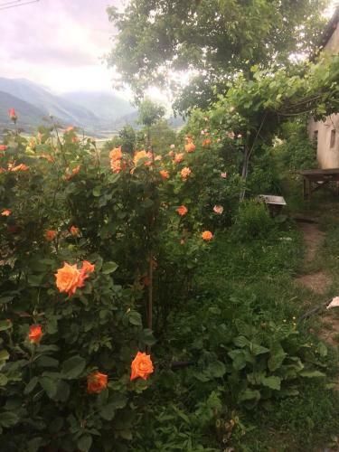 Anush`s B&B