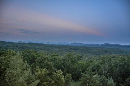 Tree Tops
