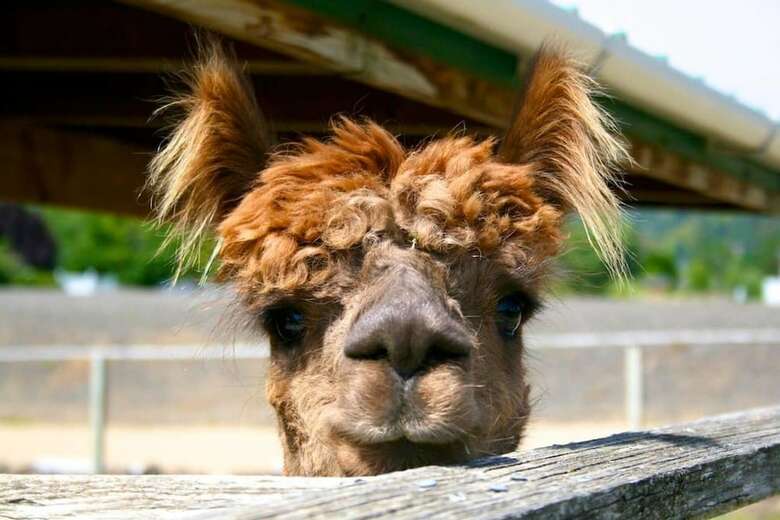 Rellik House. Winery And Alpaca Farm