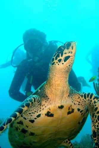 On The Reef