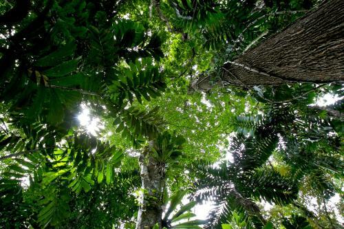 Selva Bananito Lodge