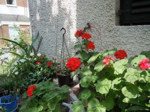 Hostal Guest House Vila Biljana