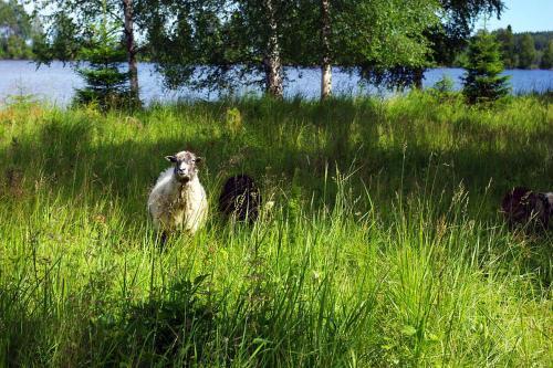 Lits Camping, Stugby Och Kanot