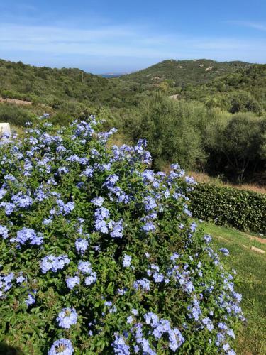 Villa Baja Sardinia