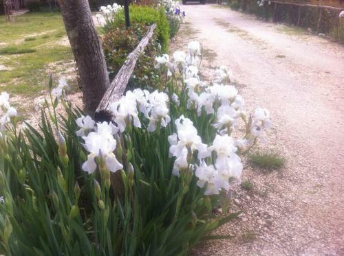 Agroturismo Agriturismo Le Madonnelle