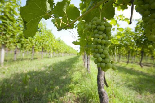 Bed & Breakfast Alloggio Agrituristico Corte San Biagio