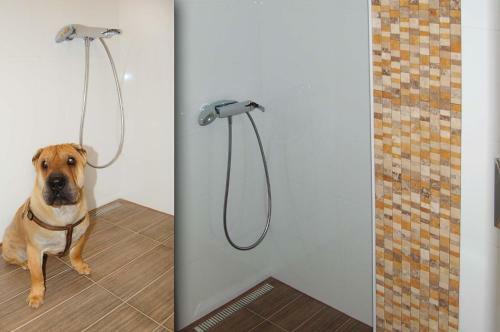 Apartman Solisko
