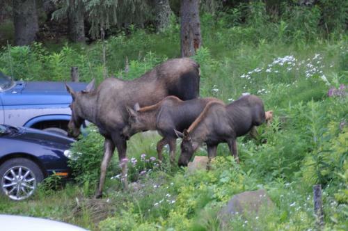 Daniels Lake Lodge B&B