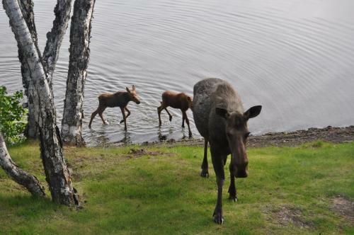 Daniels Lake Lodge Cabins