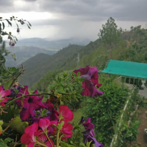 Hotel Cosmos Himalayan Villas