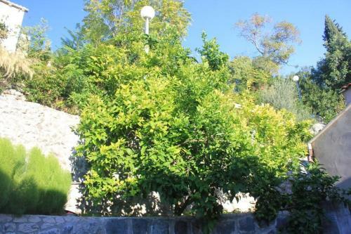 Apartments With Wifi Trsteno (dubrovnik) - 8738