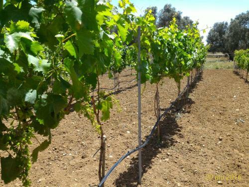 Agroturismo Masseria Vignenove